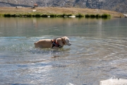 Schnitzel im See