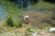 Schnitzel im See