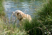 Schnitzel im See