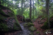 Im Wald am Blausee