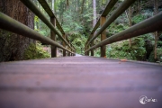 Im Wald am Blausee