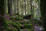 Im Wald am Blausee