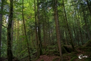 Im Wald am Blausee