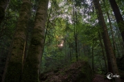 Im Wald am Blausee