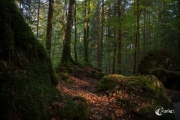 Im Wald am Blausee