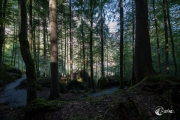 Im Wald am Blausee