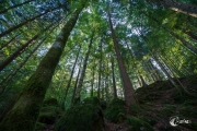 Im Wald am Blausee