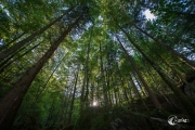 Im Wald am Blausee