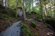 Im Wald am Blausee