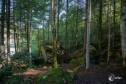 Im Wald am Blausee