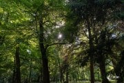 Im Großen Garten Dresden